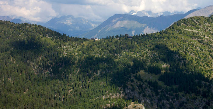 Vue sur la forêt d'Aletsch