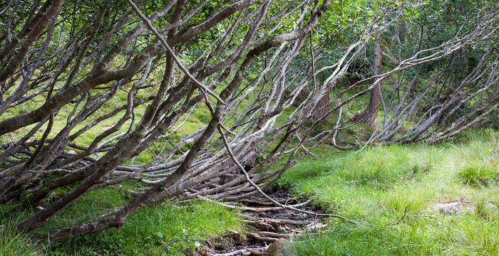 Im Aletschwald wachsen knorrige Büsche und Bäume