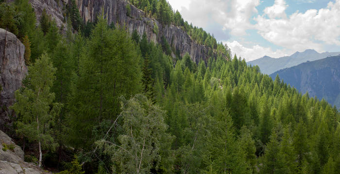 Mitten im Aletschwald © Matthias Sorg