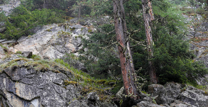 Im Aletschwald wachsen knorrige Büsche und Bäume