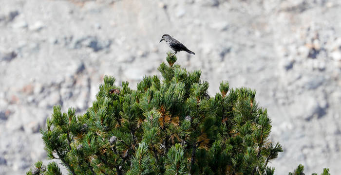 Der Tannenhäher ist ein wichtiger Vogel für den Aletschwald