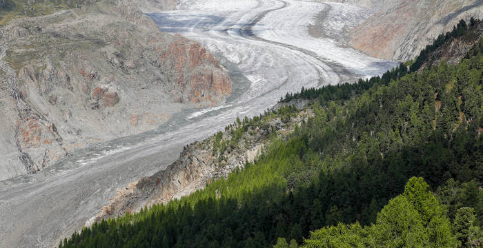 Blick auf den Aletschgletscher und -wald