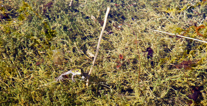 Grenouille dans l'eau