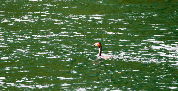 Grèbe huppé au lac