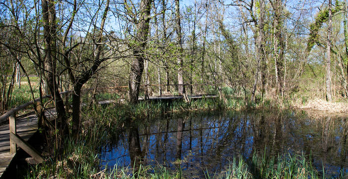 Le sentier forêt vous emmène jusqu’à une mare forestière