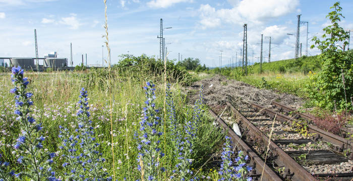 Areal der Deutschen Bahn, Gleisbeet, auf dem sich Wildpflanzen ausbreiten