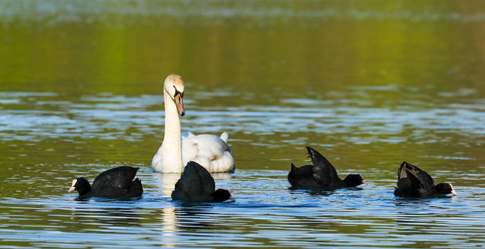 Jungschwan schaut Blässhühnern beim Balztanz zu