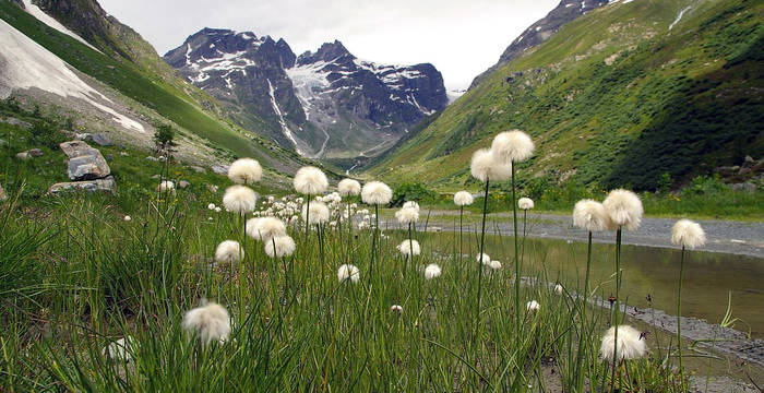 La linaigrette de Scheuchzer