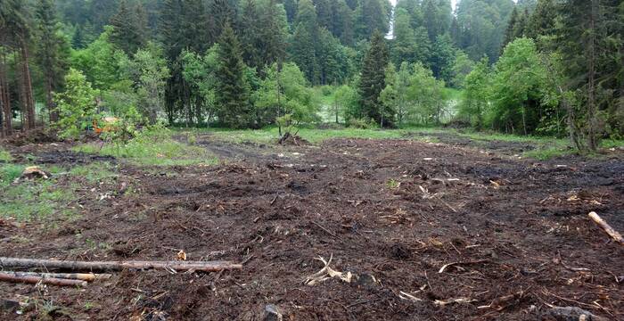 La première action a été d’enlever une partie des épicéas plantés afin qu’un boisement naturel puisse repousser spontanément.