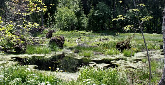 Mit Gräsern, Blumen, Bäumen und Wasserstellen birgt das Moor Lebensräume für zahlreiche Tiere.