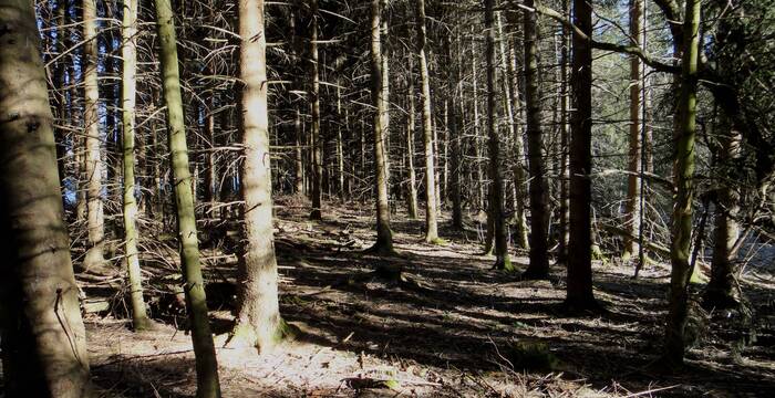 Avant les travaux de renaturation, le marais des Pontins était envahi de buissons et la forêt l’avait colonisé. Une partie de l’ancienne tourbière avait même été densément plantée d’épicéas.
