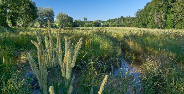 Biberaue Foto Jan Ryser