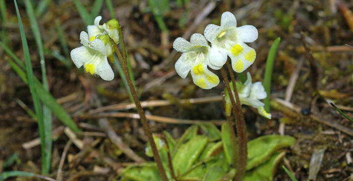 Pinguicula alpina (Alpen-Fettblatt)