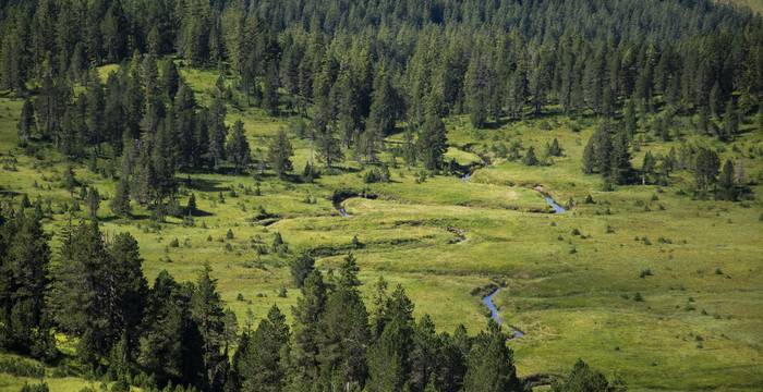 Le plus grand marais de Suisse – avec le réseau de bas-marais et de hauts-marais le plus dense du pays – se trouve dans la région du col du Glaubenberg.