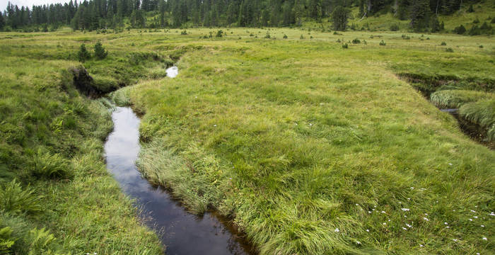 Depuis l’acceptation de l’initiative dite de Rothenthurm, la Confédération a en effet le devoir de protéger et d’entretenir les marais restants en Suisse.