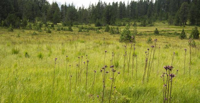 Mit der Aufwertung der Moorlebensräume wird kräftig in die Biodiversität investiert.