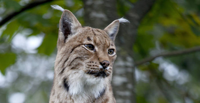 Tête de lynx @ Christoph Oeschger