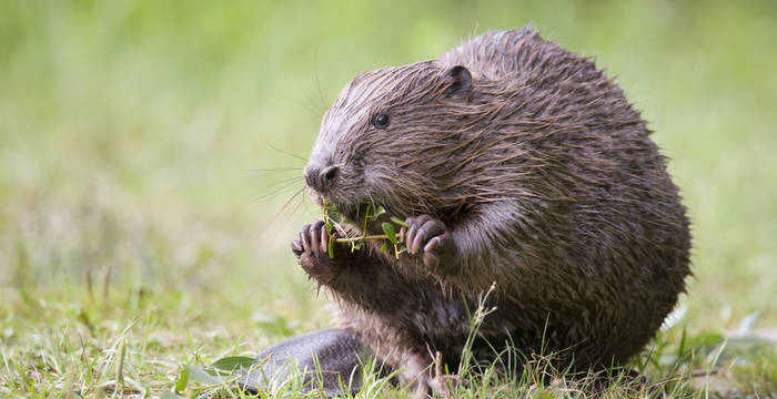 Castor © Michaela Walch / Biosphoto
