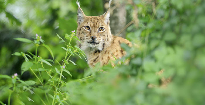 Lince © Stefan Huwiler