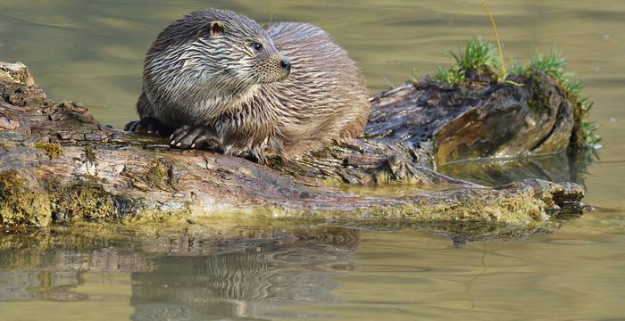 Lontra © Stefan Huwiler