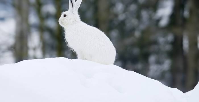 Lepri variabili © Stefan Huwiler