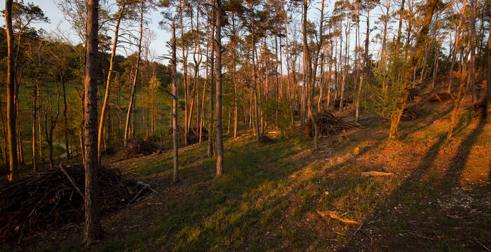 Föhrenwald in der Abendstimmung © Florin Rutschmann