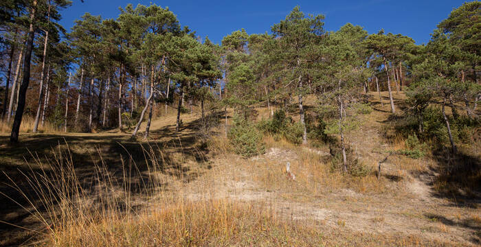 Offener Föhrenwald © Florin Rutschmann