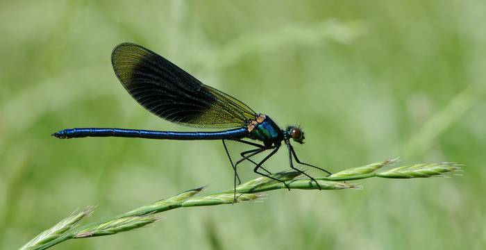 Il calotterige splendido © Friedrich Böhringer