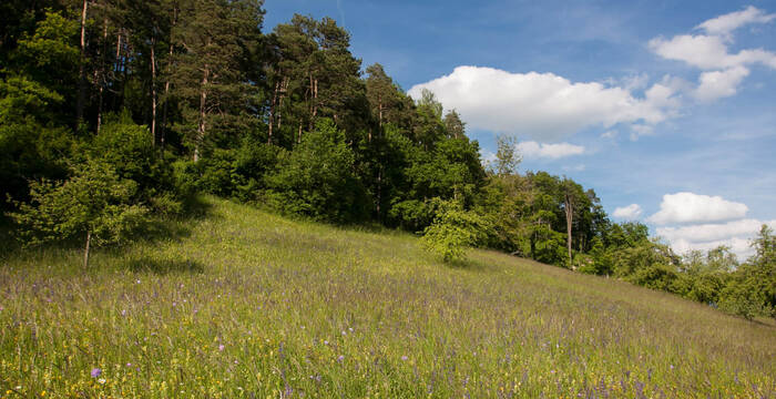 Tagesexkursion, Immenberg, Blumenpracht auf dem Molassenhügel