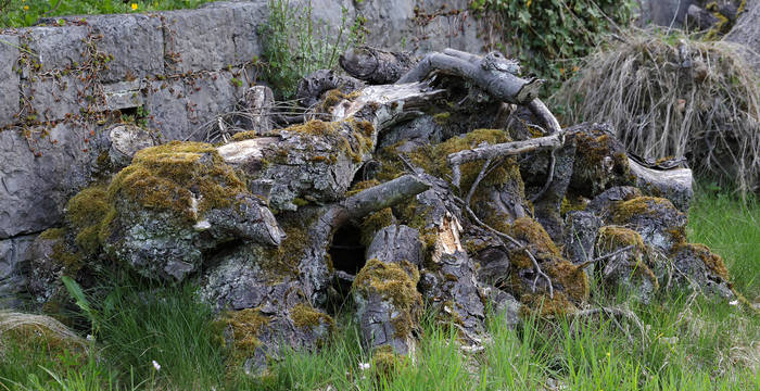 Le tas de branches offre un refuge aux orvets et aux lézards.