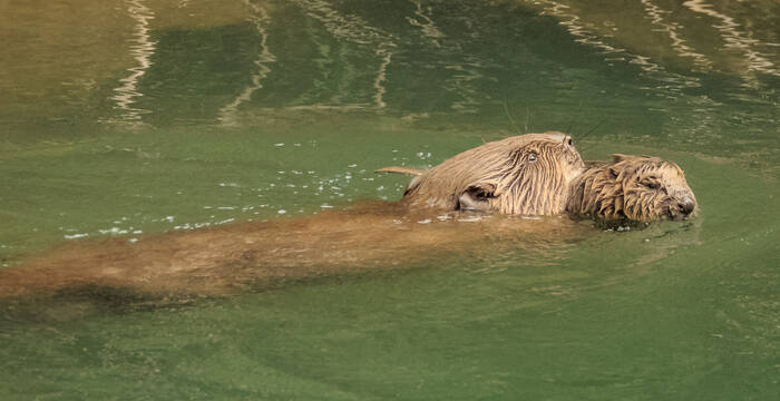 Exkursion Biber Münchenstein 