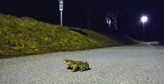 Erdkröte unterwegs auf Strasse
