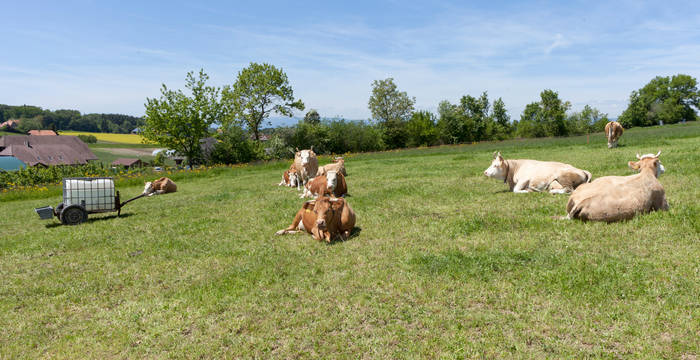 Des vaches dans une ferme biodynamique