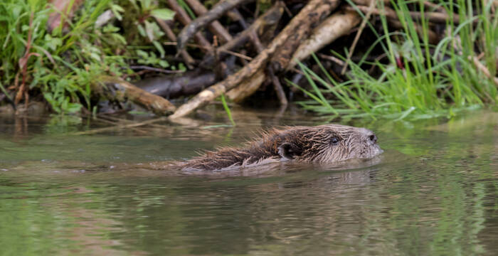 Castor dans l'eau