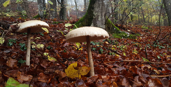 Parasolpilze
