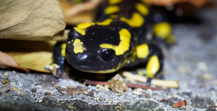Feuersalamander sind lebendgebärend und setzen ihre Larven bevorzugt in quellnahe Bachbereiche ab © Rocco Umbescheidt