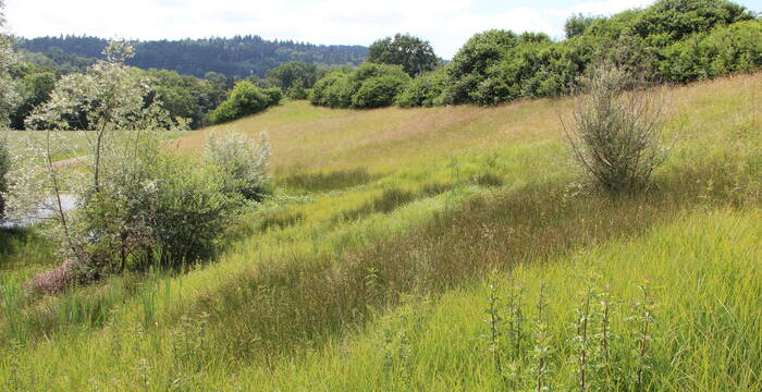 Quellaustritt im Wiesland © Pro Natura Aargau
