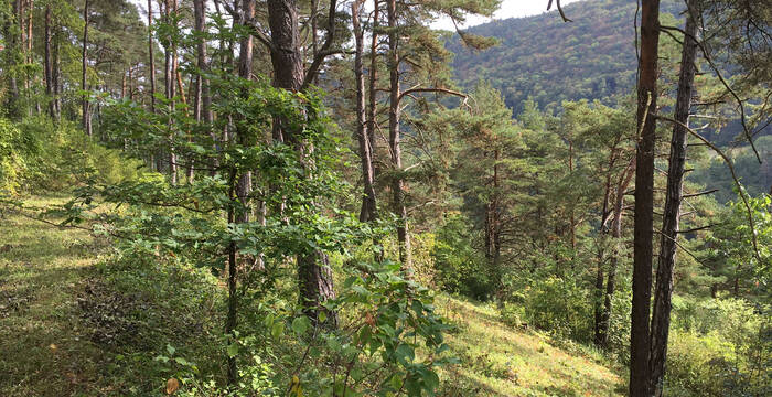 Föhrenwald im Naturschutzgebiet Laadel