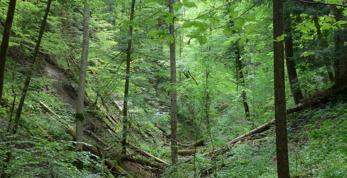 Länzertobel Naturwald © Pro Natura - Nora Hug