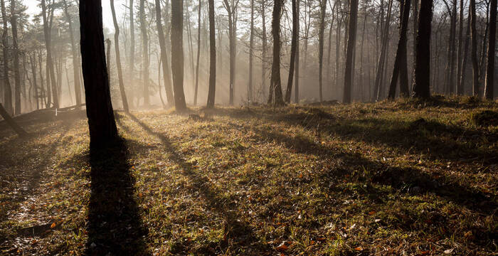 Aktion Spechte Naturschutz Wald