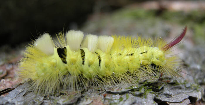 Raupe eines Buchen-Streckfusses