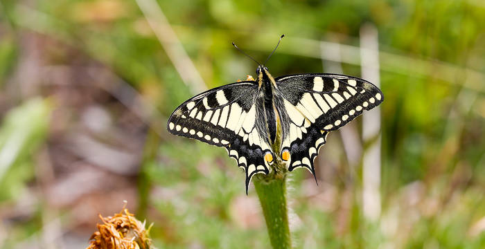 Un papillon dans une prairie fleurie