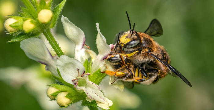 Paarung der Grossen Wollbiene (Anthidium manicatum) © Thomas Marent