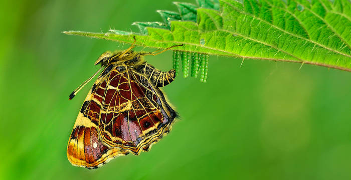 Eiablage des Landkärtchenfalters (Araschnia levana)