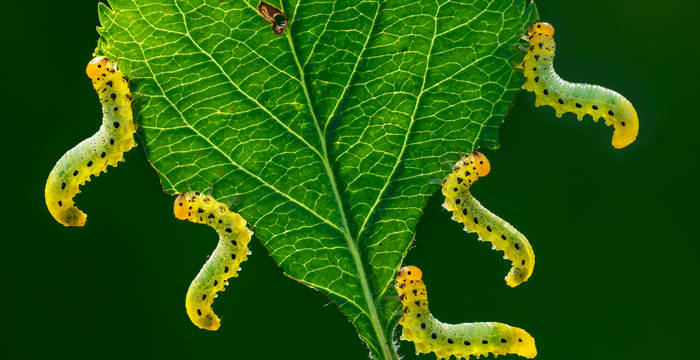 Larven der Breitfüssigen Birkenblattwespe (Craesus septentrionalis)