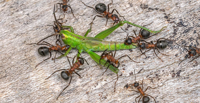 Rote Waldameisen (Formica rufa) attackieren eine Nymphe der Lauchschrecke (Mecostethus parapleurus)