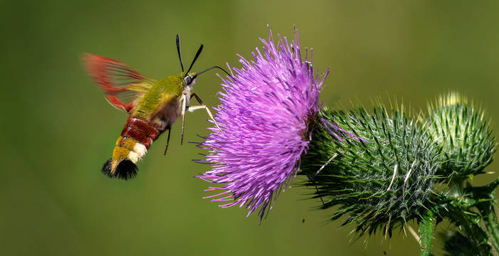 Hummelschwärmer (Hemaris fuciformis) © Thomas Marent