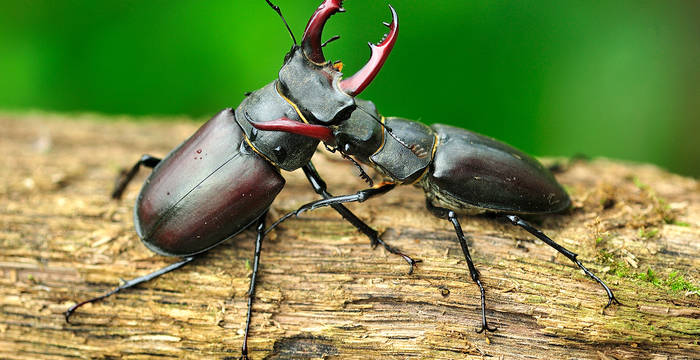 Kämpfende männliche Hirschkäfer (Lucanus cervus)