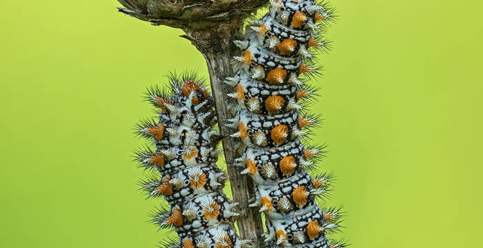 Raupen des Roten Scheckenfalters (Melitaea didyma) © Thomas Marent