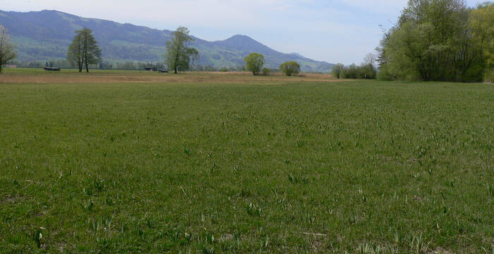 Nuoler Ried